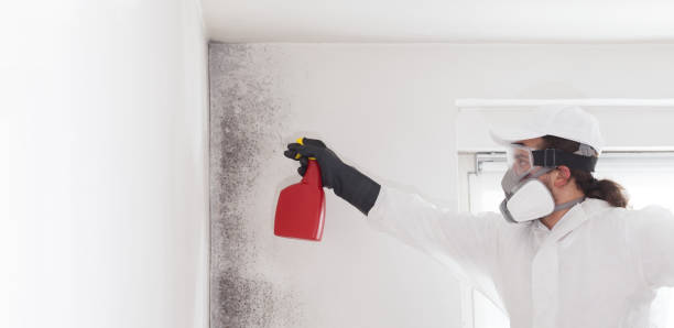 Best Attic Mold Removal  in Palatka, FL