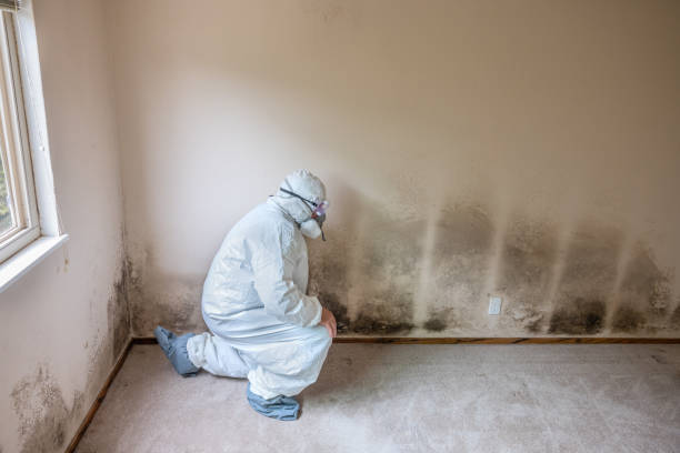 Best Attic Mold Removal  in Palatka, FL